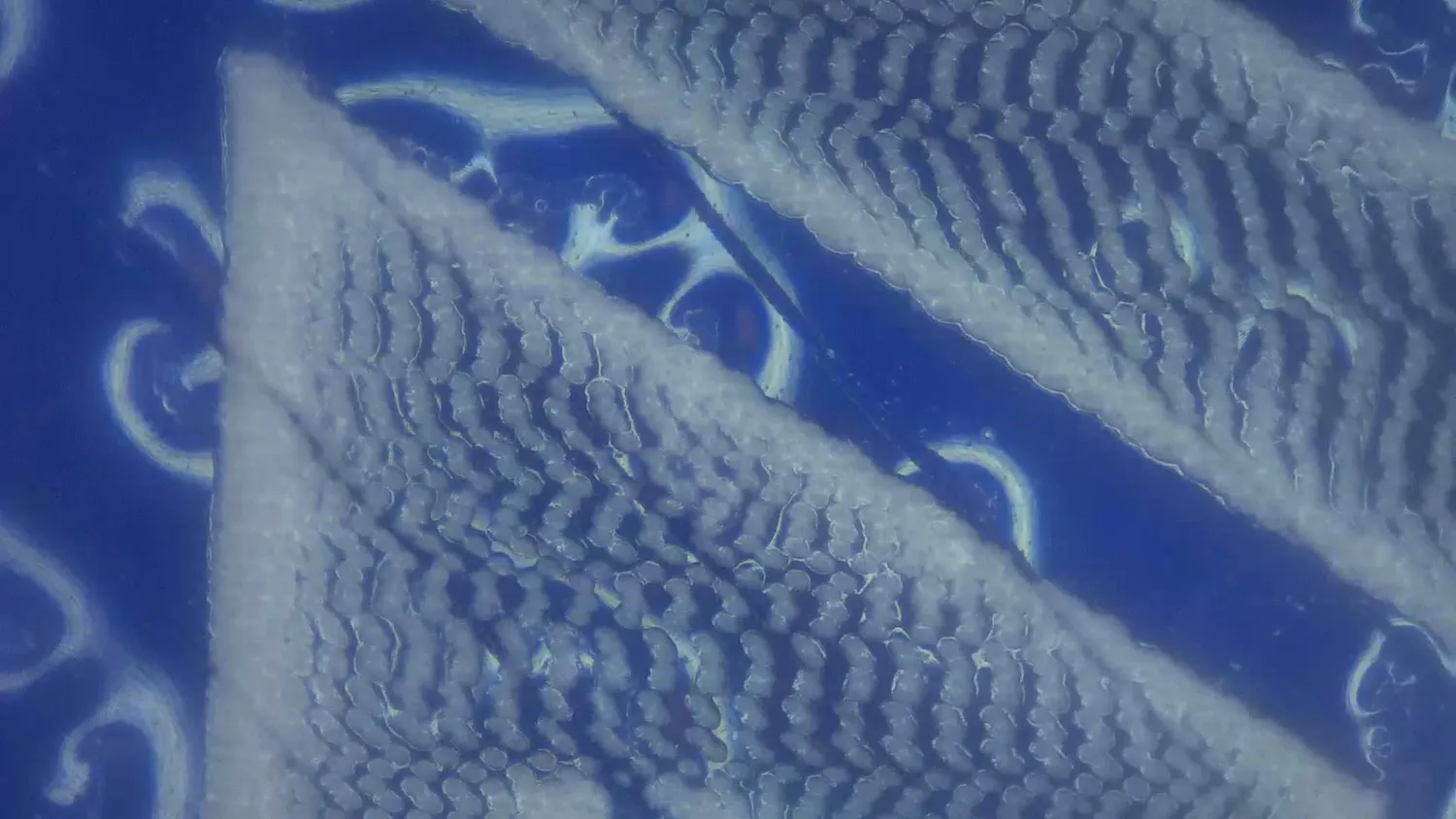 Microscope image of hatch lines made from individual laser pulse dots on a blue sample